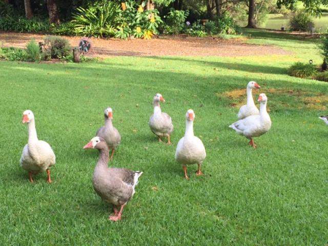 Maleny Lake Cottages Εξωτερικό φωτογραφία
